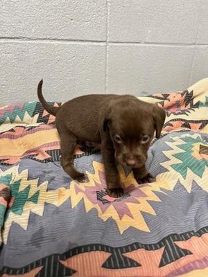 61424799, Mixed Breed, puppy, available for adoption