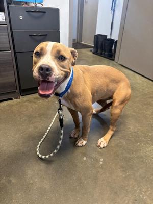 61427245, Mixed Breed, available for adoption