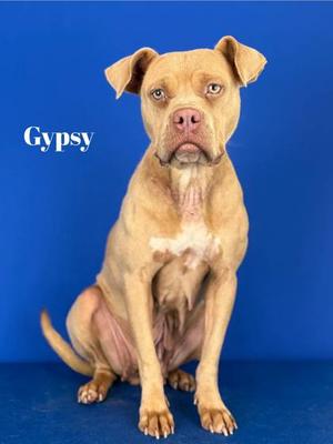 A light brown dog with a white patch on its chest sitting on a blue background. The dog has a muscular build, floppy ears, and a pink nose. The name "Gypsy" is written in white text on the left side of the image.