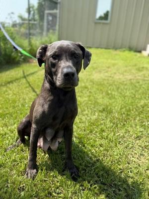 Justice, Labrador Retriever Mix, adult, available for adoption
