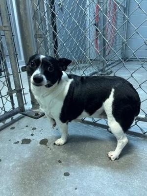 KiKi, Mixed Breed, available for adoption