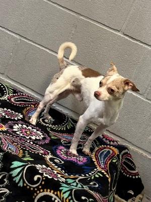 Couyon, Chihuahua - Smooth Coated Mix, adult, available for adoption