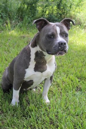 July, Pit Bull Terrier Mix, adult, available for adoption