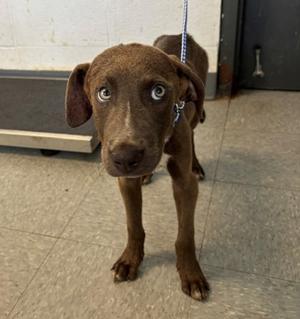61382563, Mixed Breed, available for adoption