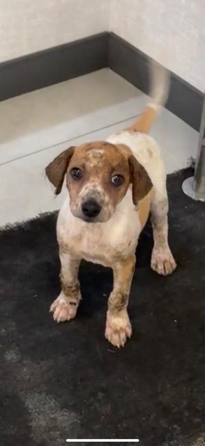 Nyra, Mixed Breed, available for adoption