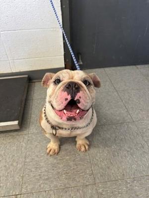 a happy bulldog sitting on a tiled floor, wearing a collar and leash