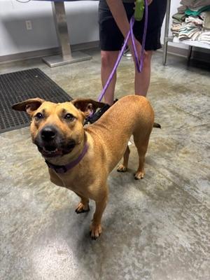 Honey, American Staffordshire Terrier Mix, available for adoption