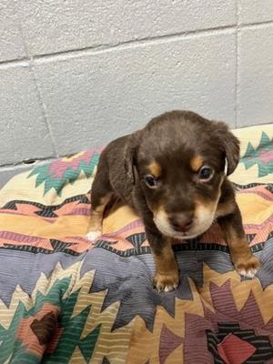 61424772, Mixed Breed, puppy, available for adoption