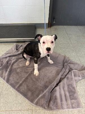 A black and white dog sitting on a gray towel.