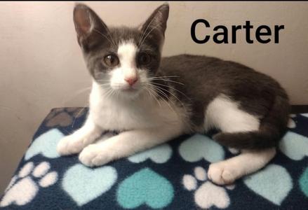 Carter, kitten, available for adoption