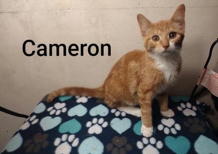 Cameron, kitten, available for adoption