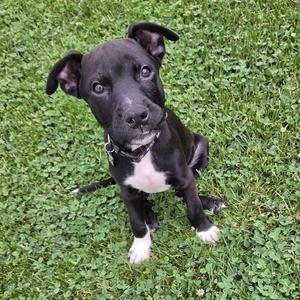 A black and white pitbull puppy sitting on green grass.