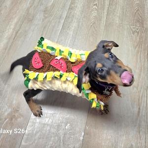 A dachshund wearing a hot dog costume