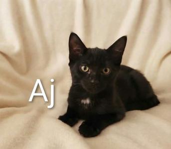 AJ, kitten, available for adoption