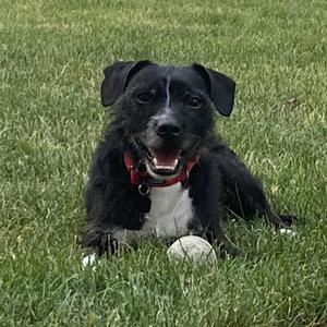 A black and white dog with a red collar lying on green grass with a ball in front of it.