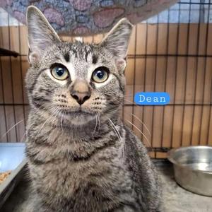 A tabby cat with green eyes looking directly at the camera, sitting in a cage with a metal bowl and a food container nearby. The name "Dean" is written in a blue box on the image.