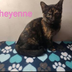 Cheyenne, kitten, available for adoption