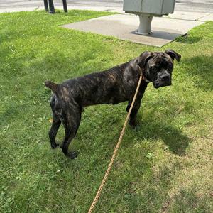 Apollo, American Bulldog / Mastiff, young, available for adoption