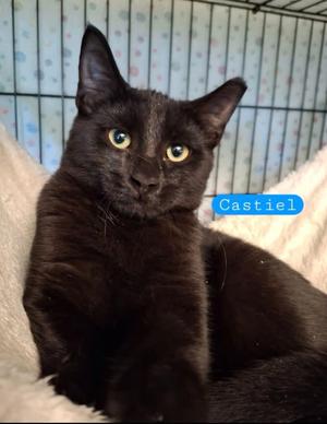 Castiel, young, available for adoption
