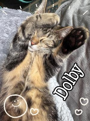 Dolby, kitten, available for adoption