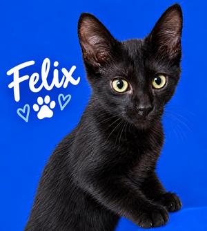 A black cat named Felix with bright yellow eyes and a blue background.
