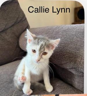 Callie Lynn, kitten, available for adoption