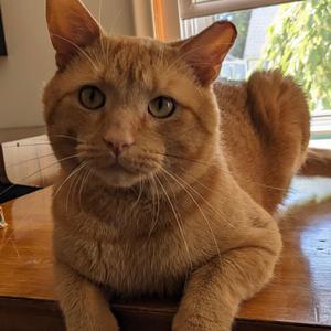 Garfield, adult, available for adoption