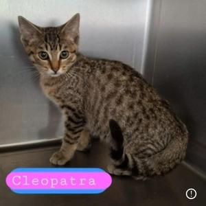 Cleopatra, kitten, available for adoption