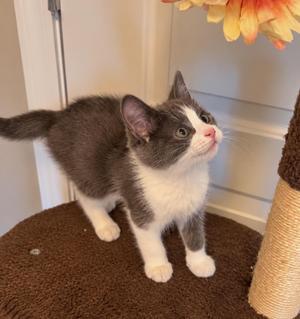 Debbie, kitten, available for adoption