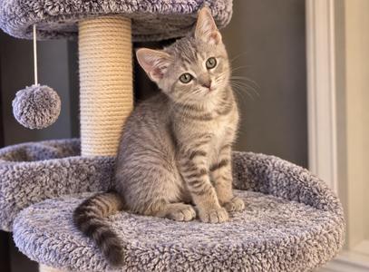 A gray tabby kitten sitting on a cat tree with a pom-pom toy hanging from the top.