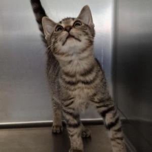 A tabby kitten standing on a metal surface, looking up with its tail raised.