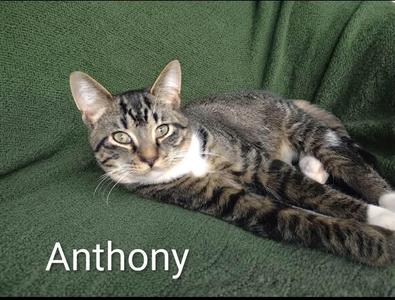 A tabby cat named Anthony lying on a green blanket.