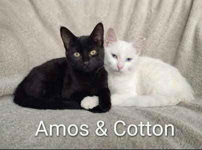 Cotton and Amos, kitten, available for adoption