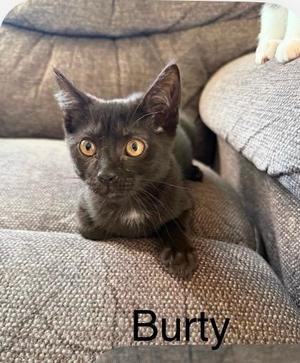 Baby Burty, kitten, available for adoption