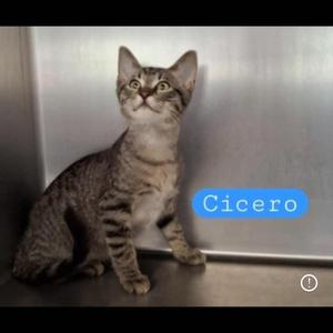 Cicero, kitten, available for adoption