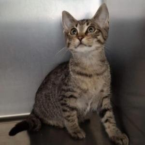 Calypso, kitten, available for adoption