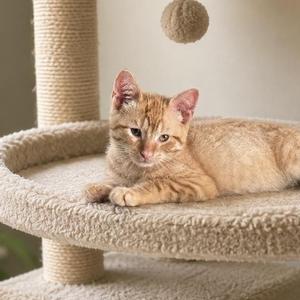 A ginger cat lying on a cat tree
