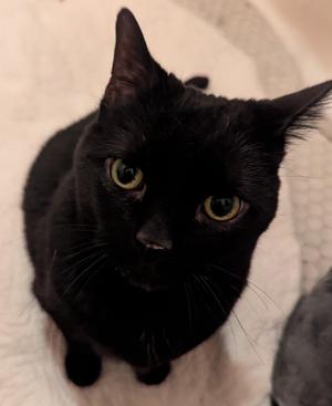 Bella, senior, available for adoption