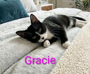 Gracie, kitten, available for adoption