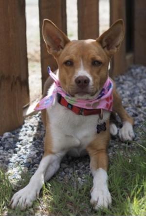 Gracie, Cattle Dog, young, available for adoption