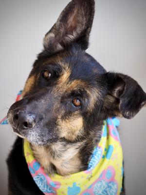 Aryah, German Shepherd Dog, adult, available for adoption