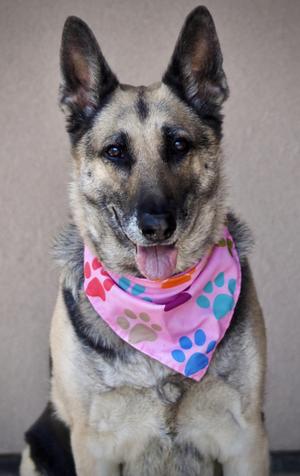 German Shepherd dog wearing a pink bandana with paw prints