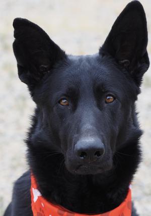 Black, German Shepherd Dog, adult, available for adoption