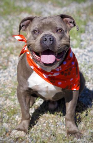 Bruiser, Pit Bull Terrier, adult, available for adoption