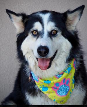 Clara, Husky, adult, available for adoption