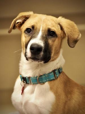 Dewy, Mixed Breed, young, available for adoption