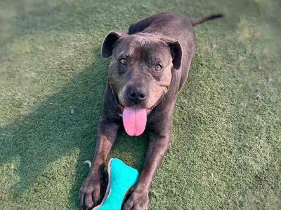 KALI, Pit Bull Terrier, senior, available for adoption