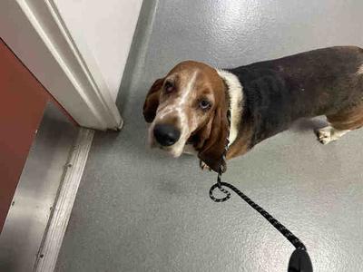 GERTRUDE, Basset Hound, adult, available for adoption