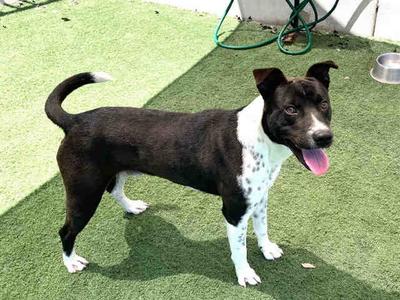 TONY, Pit Bull Terrier, adult, available for adoption