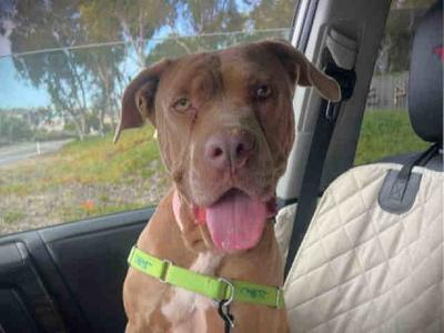 MACY, Pit Bull Terrier, senior, available for adoption